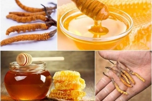 Uống đông trùng hạ thảo ngâm mật ong mỗi ngày có tốt không?