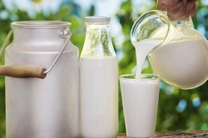 Uống sữa tươi không đường có tăng đường huyết không?
