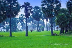Về Châu Đốc - xứ sở của những hàng cây thốt nốt