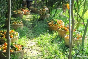 Về Đồng Tháp bình dị ngày giáp Tết