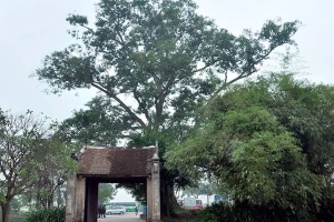 Về làng cổ Đường Lâm ngày cuối năm