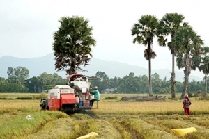 Vì sao cây thốt nốt hấp dẫn khách đến An Giang