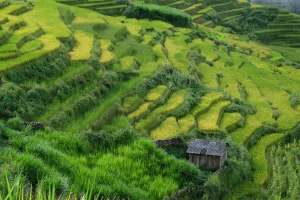 Vùng cao Y Tý vào mùa gặt tháng 9