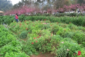 Vùng đất &#8216;chết chóc&#8217; Doi Angkhang - Nơi anh đào thắng anh túc