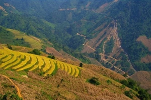 Vùng đất biệt lập Chiềng Ân chuyển màu lúa chín