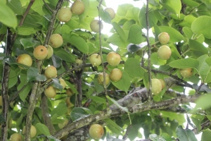 Vùng đất mà ở đây cây lê thấp tè đã ra trĩu quả