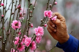 Vườn đào Nhật Tân đỏ rực những ngày giáp Tết