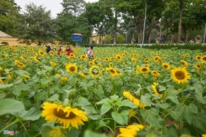 Vườn hoa hướng dương giữa trung tâm Hà Nội, điểm check in sống ảo mới