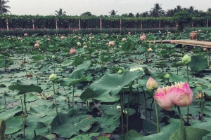 Vườn hoa hút khách chụp ảnh giữa nắng hè ở Tiền Giang