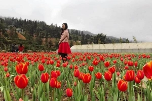 Vườn hoa tulip đẹp như châu Âu ở Lào Cai