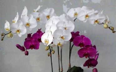 Hoa cưới, shop hoa Anh's Flower - Nguyễn Văn Trỗi