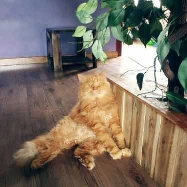 Tổng hợp- Cafe Tokyo Pet Center