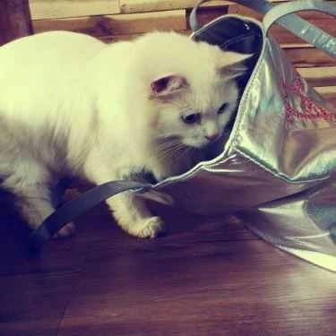 Tổng hợp- Cafe Tokyo Pet Center