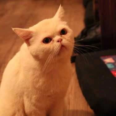 Tổng hợp- Cafe Tokyo Pet Center