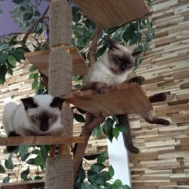 Tổng hợp- Cafe Tokyo Pet Center