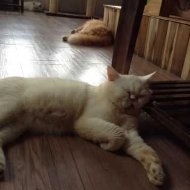 Tổng hợp- Cafe Tokyo Pet Center