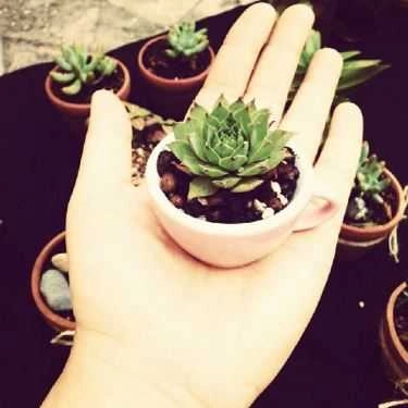 Tổng hợp- Khu Vườn Nhỏ - Little Garden - Coffee Shop