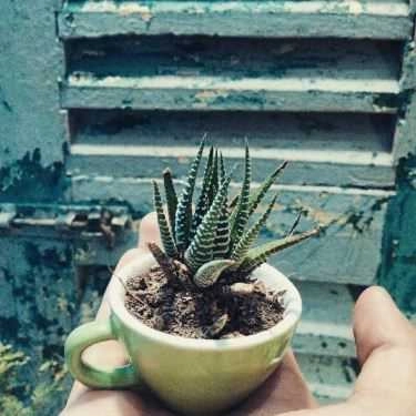 Tổng hợp- Khu Vườn Nhỏ - Little Garden - Coffee Shop