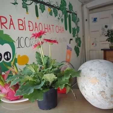 Tổng hợp- Cafe Ái Như - Trà Bí Đao Hạt Chia