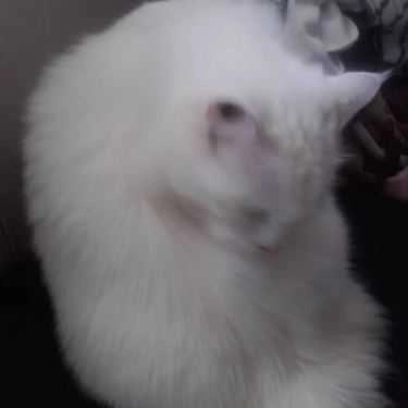 Tổng hợp- Cafe Tokyo Pet Center