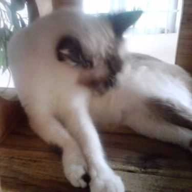 Tổng hợp- Cafe Tokyo Pet Center