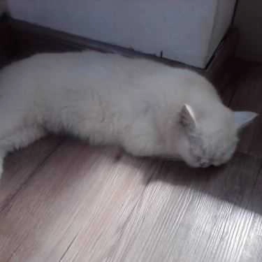 Tổng hợp- Cafe Tokyo Pet Center