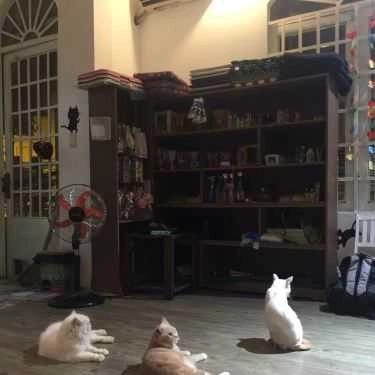 Tổng hợp- Ailu Cat House Cafe - Nguyễn Trọng Tuyển