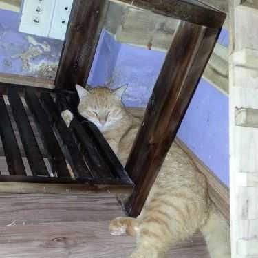 Tổng hợp- Cafe Tokyo Pet Center