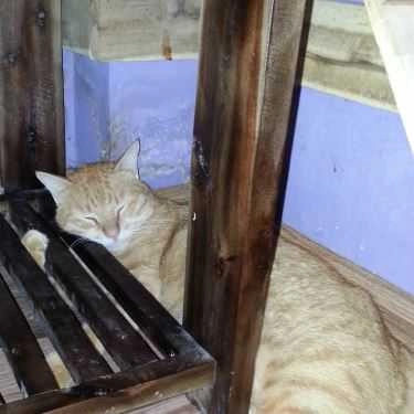 Tổng hợp- Cafe Tokyo Pet Center