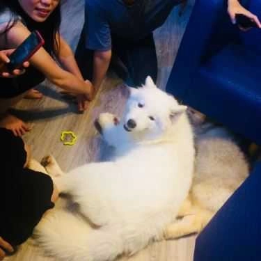Tổng hợp- Alas - Pets & Garden Coffee