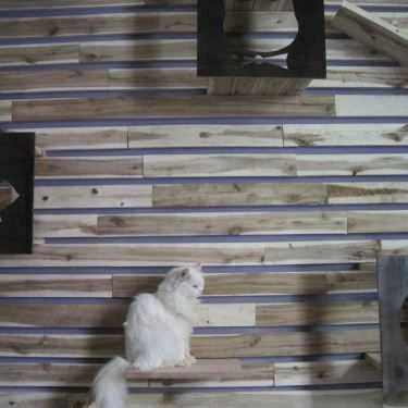 Tổng hợp- Cafe Tokyo Pet Center