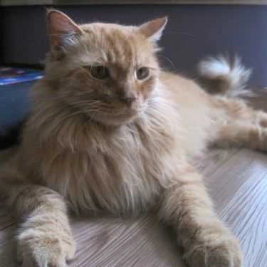 Tổng hợp- Cafe Tokyo Pet Center