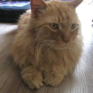 Tổng hợp- Cafe Tokyo Pet Center