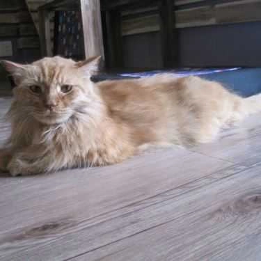 Tổng hợp- Cafe Tokyo Pet Center