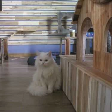 Tổng hợp- Cafe Tokyo Pet Center