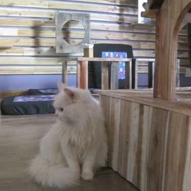 Tổng hợp- Cafe Tokyo Pet Center
