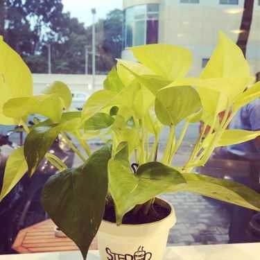 Tổng hợp- Stepup Coffee - Cafe 24h