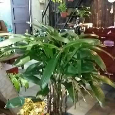 Tổng hợp- An Cafe - Thành Công
