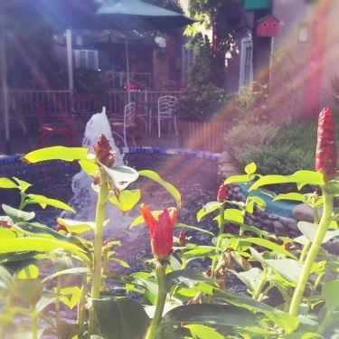 Tổng hợp- Anna's Garden Cafe