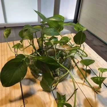 Tổng hợp- Art Coffee - Hoa Cúc