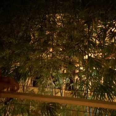 Tổng hợp- Bản Sonate Cafe