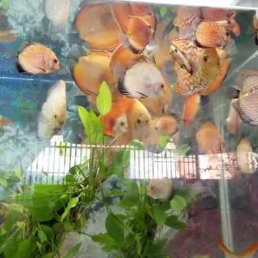 Tổng hợp- Ăn vặt Bánh Xèo Cô Thêm - Song Hành