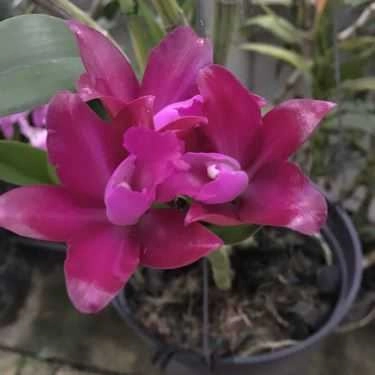 Tổng hợp- Bon Sai Coffee