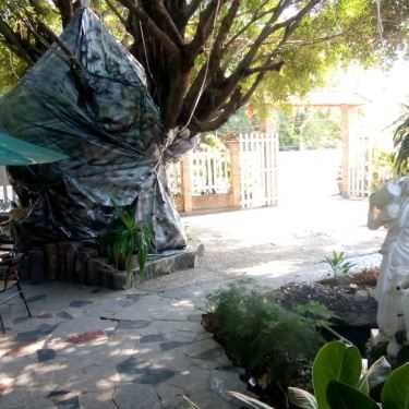 Không gian- Cây Bàng 2 - Cà Phê Sân Vườn