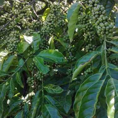 Tổng hợp- Gia Bảo Linh Coffee