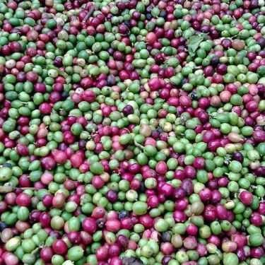 Tổng hợp- Gia Bảo Linh Coffee
