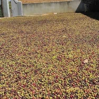 Tổng hợp- Gia Bảo Linh Coffee