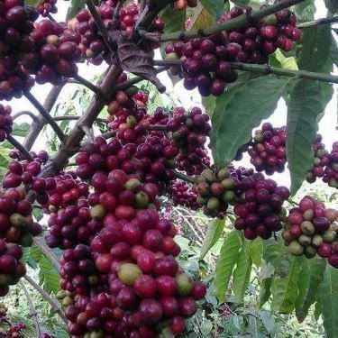 Món ăn- Gia Bảo Linh Coffee