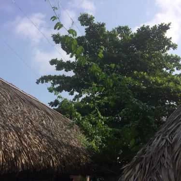 Không gian- Hoa Gió - Coffee Võng