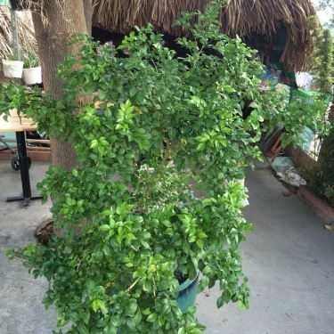 Tổng hợp- Hoa Gió - Coffee Võng
